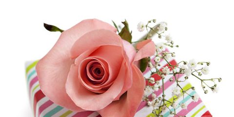 Petal, Pink, Flower, Magenta, Flowering plant, Rose family, Garden roses, Rose order, Hybrid tea rose, Peach, 