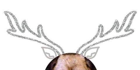 Deer, Terrestrial animal, Snout, Fawn, Photo caption, Whiskers, Silver, Antler, Internet meme, 