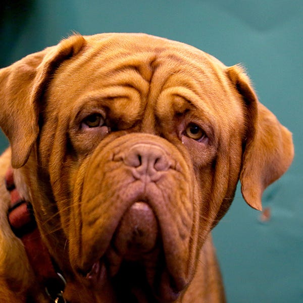 what is the most expensive dog in the uk