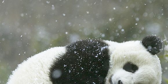 Cutest Panda In The Snow Video Ever Cute Animals