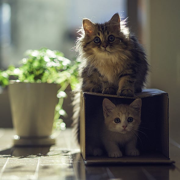 If It Fits I Sits Why Cats Love Boxes So Much
