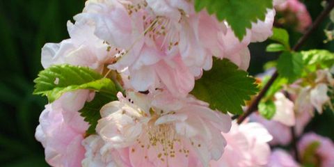 Petal, Flower, Pink, Flowering plant, Botany, Spring, Blossom, Peach, Annual plant, Rose order, 