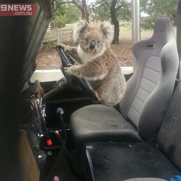 koala_steals_car_in_australia_-_funny_animal_pictures_-_good_housekeeping_uk.jpg