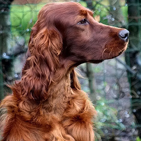 does the irish setter have gastrointestinal signs