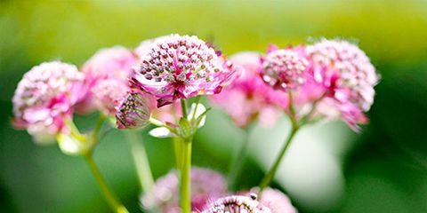 Plant, Flower, Petal, Pink, Flowering plant, Pedicel, Macro photography, Wildflower, Plant stem, Herbaceous plant, 