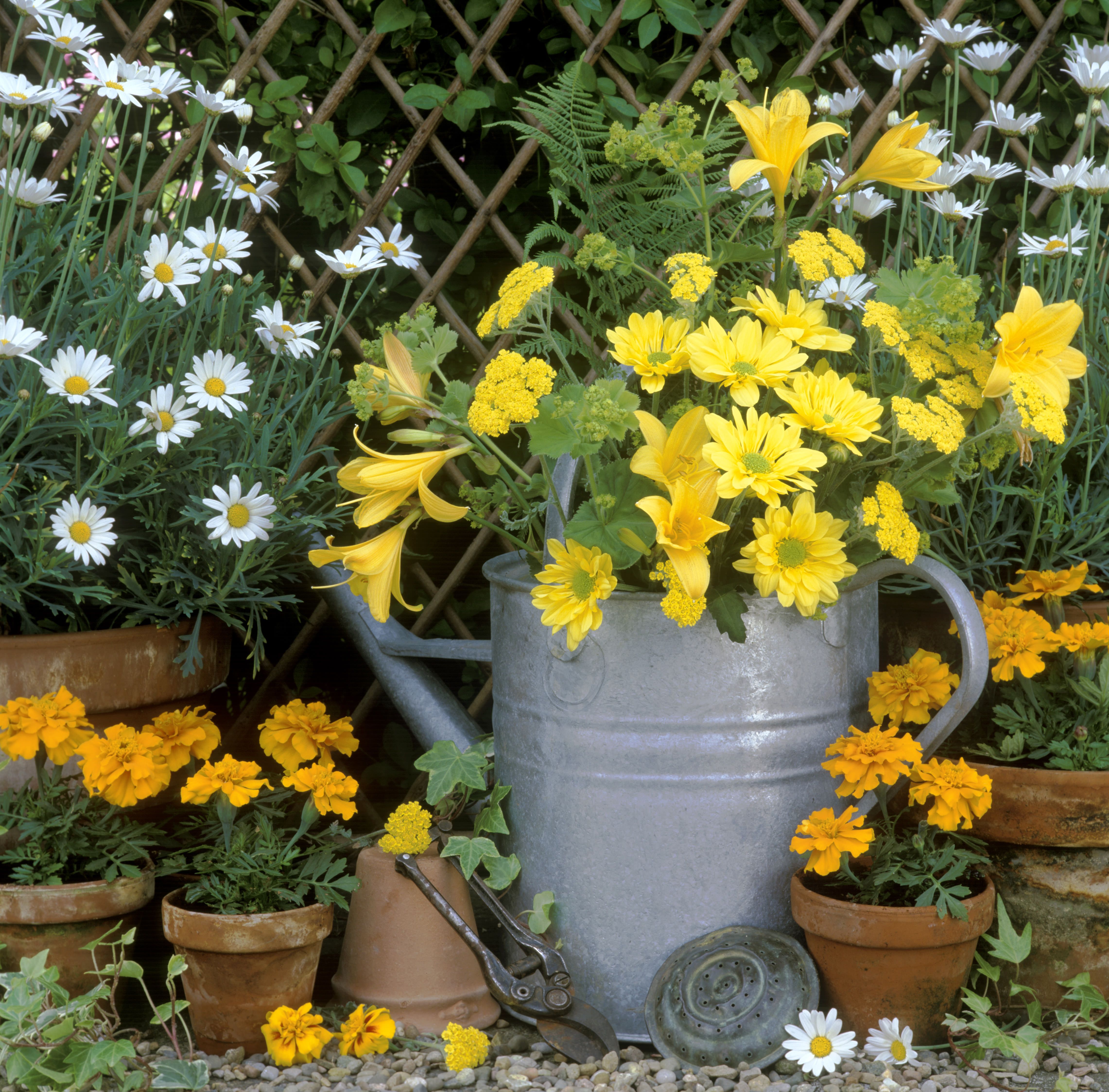 flower-pot-with-photo-free-photo-flower-pot-with-flowers-affordable