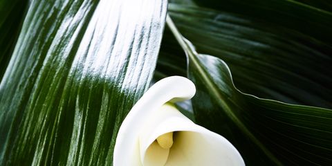 Flower, Leaf, White, Petal, giant white arum lily, Flowering plant, Botany, Terrestrial plant, Arum, Close-up, 