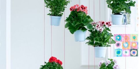 Plant, Flower, Petal, Flowerpot, Interior design, Floristry, Flower Arranging, Houseplant, Floral design, Annual plant, 