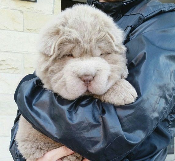 teddy coat shar pei