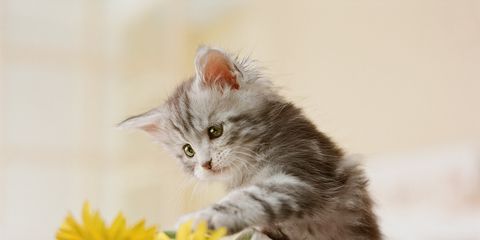 Cat, Small to medium-sized cats, Felidae, Kitten, Whiskers, Norwegian forest cat, Maine coon, Carnivore, Ragamuffin, British longhair, 