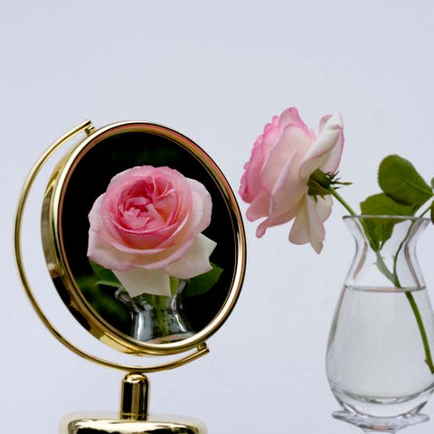 Petal, Glass, Flower, Pink, Flowering plant, Cut flowers, Botany, Artifact, Drinkware, Still life photography, 