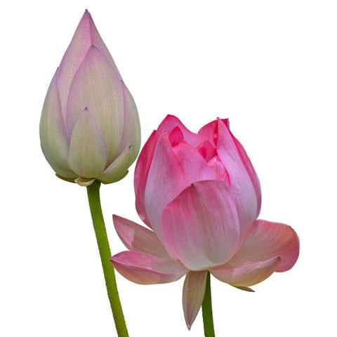 Nature, Petal, Natural environment, Flower, Aquatic plant, Leaf, Magenta, Pink, Purple, Botany, 