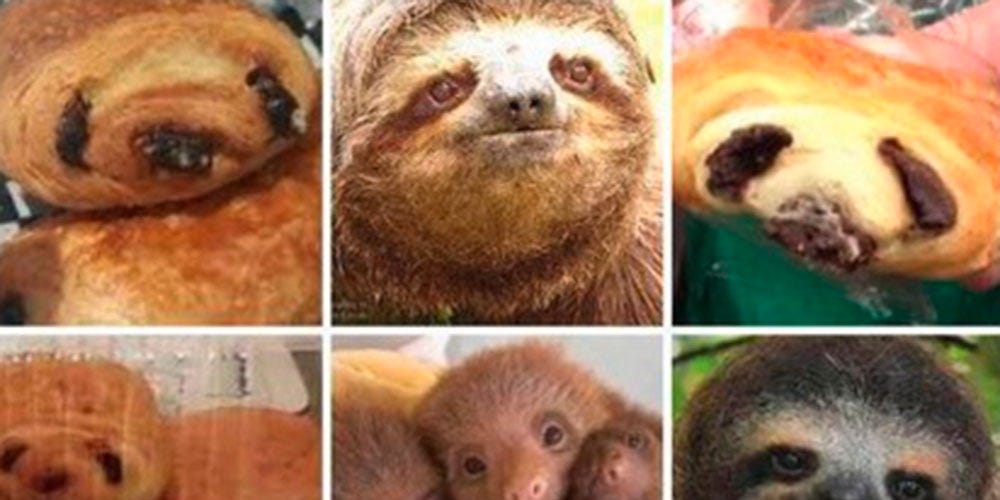 Animals that look like food Animals that look like food
