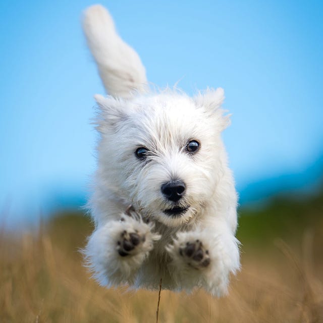 Di giorno, Razza canina, Cane, Carnivoro, Muso, Terrier, Piccolo terrier, Animale da lavoro, Cane da compagnia, Canidae,