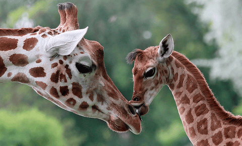 Looking at cute animals is good for your health Looking at cute animals is good for your health