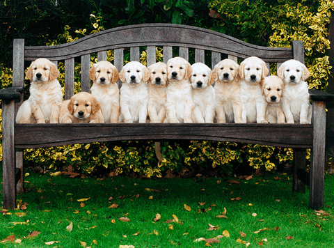 Looking at cute animals is good for your health Looking at cute animals is good for your health