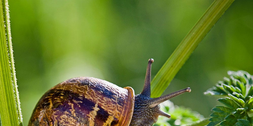 Top Tips To Combat Slugs And Snails In The Garden