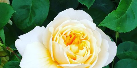 5 tips for growing perfect roses