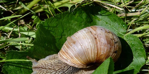 Prevent garden pests Prevent garden pests