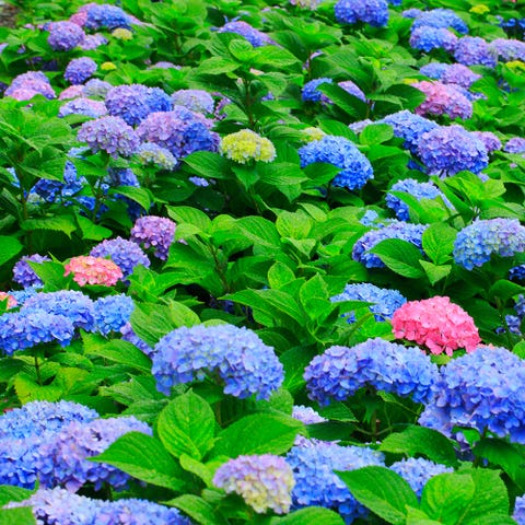 gardening is a fine art and often learning to get it right is a process of trial and error however there are top tips and tricks you can learn from - Garden Hacks gardening is a fine art and often learning to get it right is a process of trial and error however there are top tips and tricks you can learn from - Garden Hacks