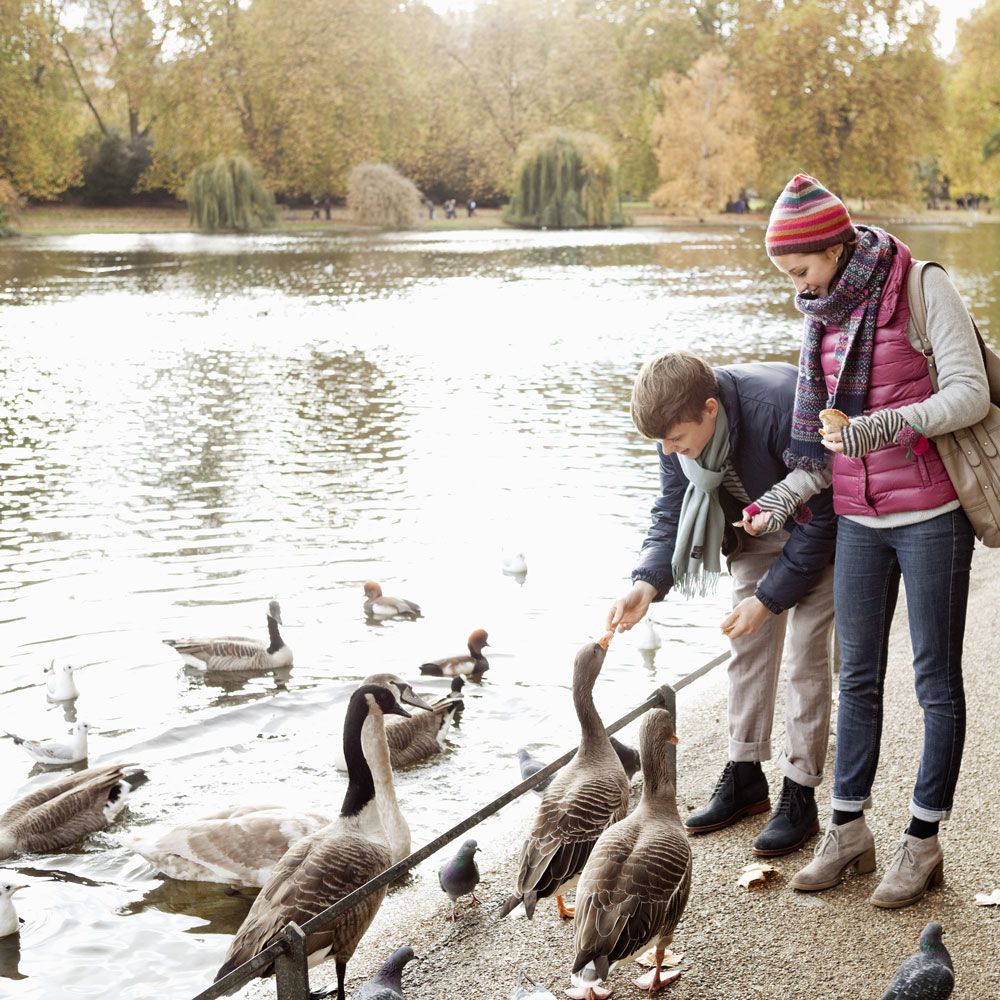 feeding ducks at the park