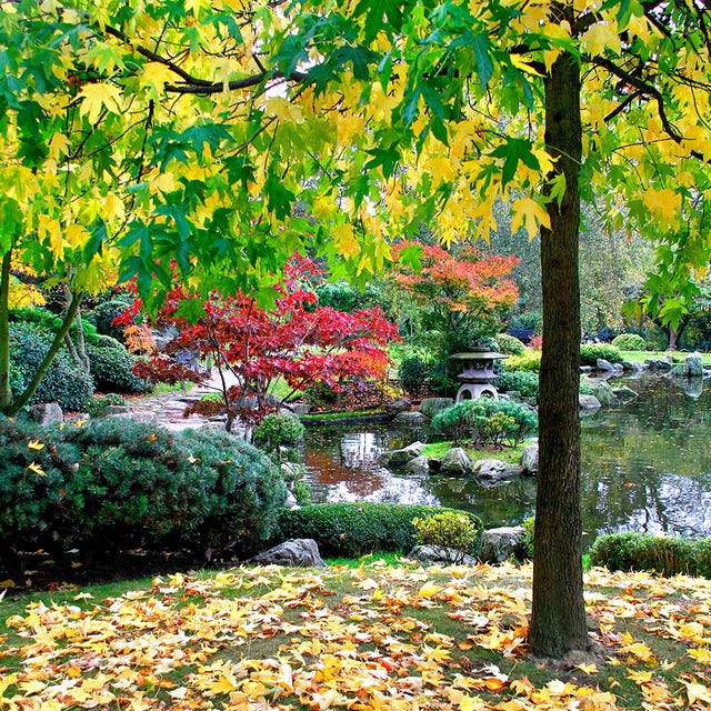 Arbre, Paysage naturel, Nature, Feuille, Feuilles caduques, Automne, Plante, Plante ligneuse, Forêt de feuillus du Nord, Biome,