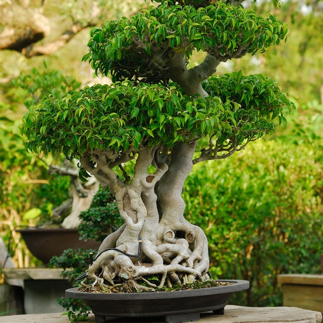 Baum, Zimmerpflanze, Bonsai, Pflanze, Blumentopf, Sageretia theezans, Holzpflanze, Botanik, Stamm, Zweig,