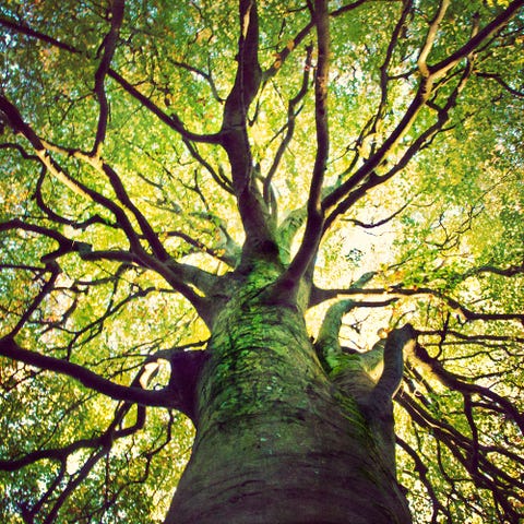 Direction générale, vert, jaune, feuille, arbre, rameau, feuillus, plante ligneuse, teintes et nuances, forêt, Direction générale, vert, jaune, feuille, arbre, rameau, feuillus, plante ligneuse, teintes et nuances, forêt,