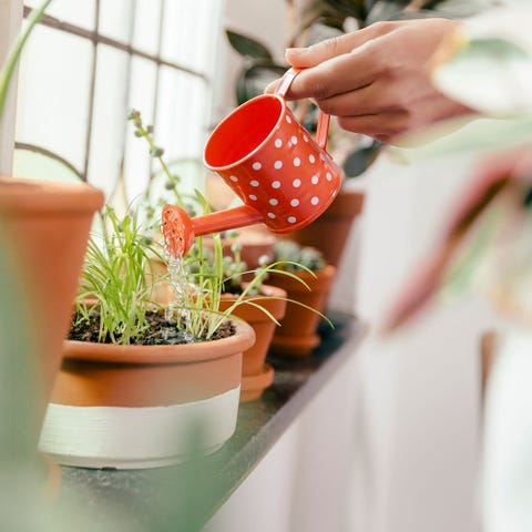 Pot de fleurs, design d'intérieur, pêche, tasse, plante d'intérieur, service, poterie, tasse à café, faïence, vase, Pot de fleurs, design d'intérieur, pêche, tasse, plante d'intérieur, service, poterie, tasse à café, faïence, vase,