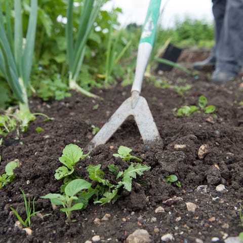 Sol, feuille, ingrédient, famille de l'herbe, l'agriculture, le compost, les herbes, le jardinage, plante annuelle, plantation, Sol, feuille, ingrédient, famille de l'herbe, l'agriculture, le compost, les herbes, le jardinage, plante annuelle, plantation,