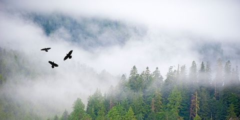 Natural environment, Atmosphere, Atmospheric phenomenon, Bird, Forest, Flight, Wilderness, Biome, Mist, Wing, 