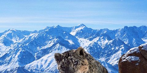Winter, Mountainous landforms, Mountain range, Snow, Snow leopard, Slope, Carnivore, Leopard, Mountain, Freezing, 