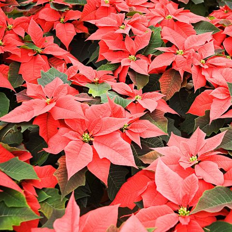 How to care for poinsettias