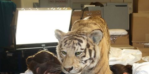 Tiger, Bengal tiger, Big cats, Felidae, Whiskers, Siberian tiger, Carnivore, Table, Terrestrial animal, Shipping box, 