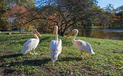 Bird, Pelican, Beak, Nature reserve, Seabird, Wildlife, Natural landscape, Pelecaniformes, White Pelican, Bank, 