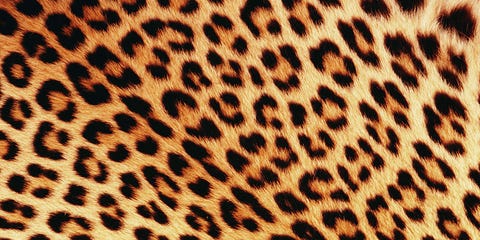 leopard print hair is
