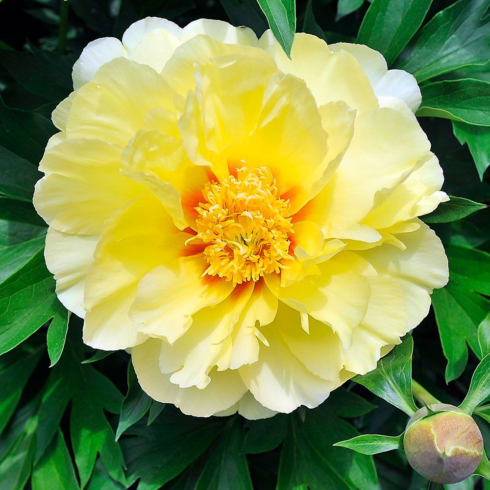Bartzella Peony: description, fit and care, reviews 23 Bartzella Peony: description, fit and care, reviews 94