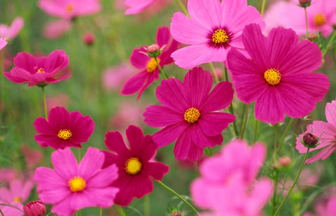 Flower, Flowering plant, Petal, Plant, Garden cosmos, Pink, Cosmos, Daisy family, Wildflower, Zinnia angustifolia, 