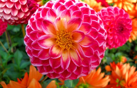 Flower, Dahlia, Flowering plant, Petal, Plant, Orange, Peach, Botany, Annual plant, Floral design, 