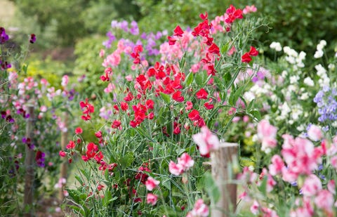 Plant, Flower, Petal, Pink, Flowering plant, Wildflower, Shrub, Garden, Groundcover, Spring, 