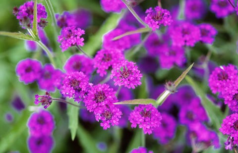 Plant, Petal, Flower, Purple, Magenta, Violet, Botany, Flowering plant, Wildflower, Annual plant, 