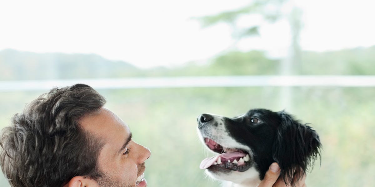 How To Remove Pet Hair Removal Tips How To Remove Pet Hair