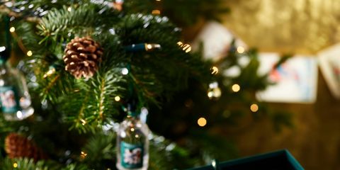 Liqueur, Drink, Tree, Distilled beverage, Conifer, Pine family, Pine, Christmas decoration, Christmas tree, Fir, 