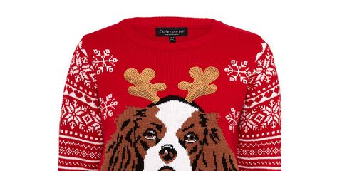Dog, Canidae, Cavalier king charles spaniel, Spaniel, Sweater, Sporting Group, Outerwear, Sleeve, Carnivore, English springer spaniel, 
