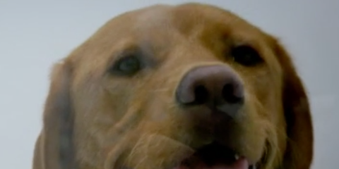 Noel Fitzpatrick Cost >> The Supervet Series 11 Episode 4 Preview Noel Helps Noel Fitzpatrick Cost >> The Supervet Series 11 Episode 4 Preview Noel Helps