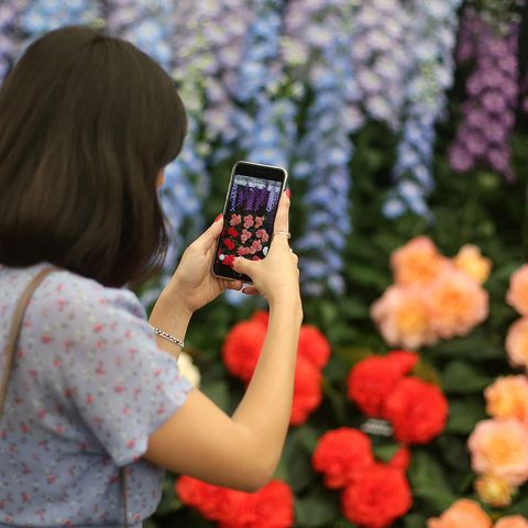 botany, gadget, technology, plant, flower, electronic device, wildflower, spring, hand, photography,