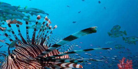 Coral reef, Underwater, Reef, Marine biology, Natural environment, Organism, Coral, Fish, Coral reef fish, lionfish, 