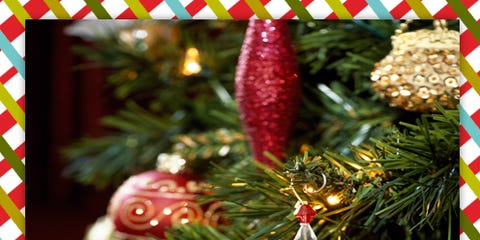 time to put the tree up go for a nordman fir for minimal needle drop before taking inside cut 2cm off the base to allow water to be taken up - What Do You Put In Christmas Tree Water time to put the tree up go for a nordman fir for minimal needle drop before taking inside cut 2cm off the base to allow water to be taken up - What Do You Put In Christmas Tree Water