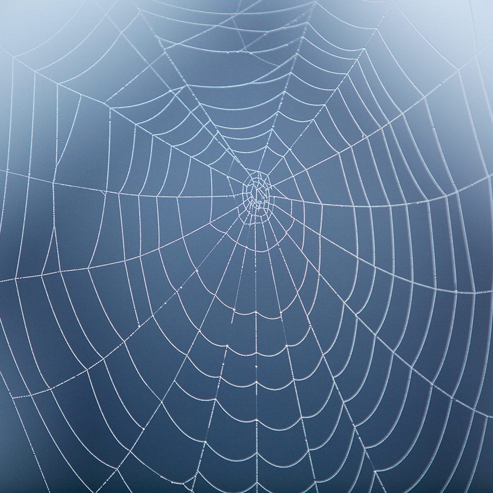 Get rid of spiders - How to stop autumn spiders