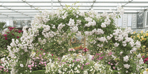 Plant, Shrub, Flower, Garden, Petal, Picket fence, Greenhouse, Yard, Spring, Annual plant, 